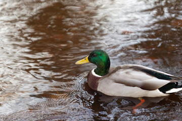 The mallard or wild duck (Anas platyrhynchos) is a dabbling duck that breeds throughout the temperate and subtropical Americas, Eurasia, and North Africa.