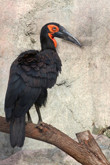 The southern ground hornbill is a beloved bird species indigenous to Africa. 