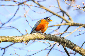 American Robin on a tree branch