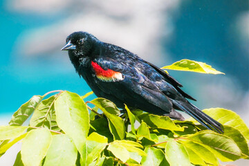 Red-winged blackbird over Niagara Falls