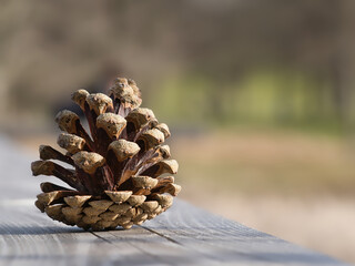 Pine cone on a bench in the park. Decoration from nature. Detail shot in autumn.