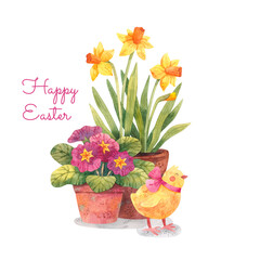 Potted spring flowers and a cute chick. Primula and yellow daffodil flowers in pots. Easter card design. Watercolor illustration. 