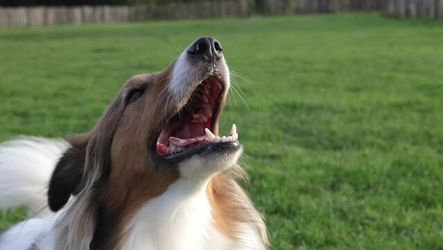 Close up slow motion of sheltie dog barking with teeth showing on the grass