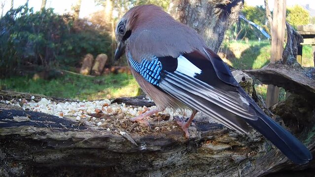Eichelh&auml;her (Garrulus glandarius) 