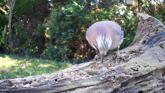 Eichelh&auml;her (Garrulus glandarius) 