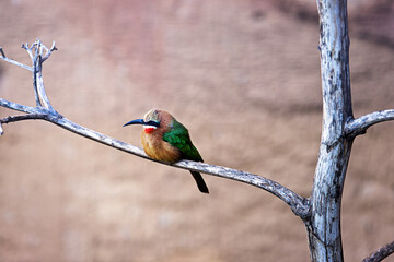 White-fronted bee-eater (Merops bullockoides)