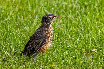 American Robin (Turdus migratorius) birdling in spring time, Burlington, Ontario, Canada.