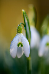 Snowdrop early bloomer flower macro close up with white petals in bright springtime sunshine in Sauerland Germany. Small single Galanthus with small glistening fresh dew drops after rain.