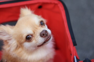 ロングコートチワワ