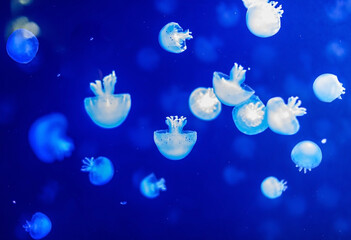 Jellyfish in a beautiful blue environment