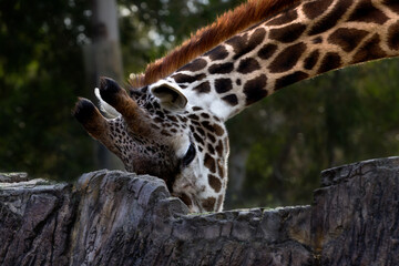 The giraffe is a large African hoofed mammal belonging to the genus Giraffa.