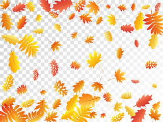 Oak, maple, wild ash rowan leaves vector, autumn foliage on transparent background.