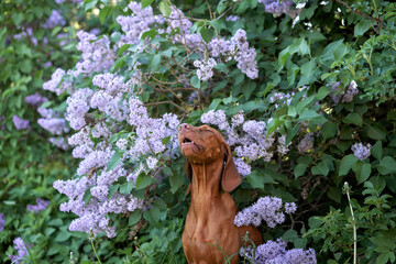dog in lilac bushes. Happy Hungarian Vizsla in nature, Pet portrait in bloom flowers 