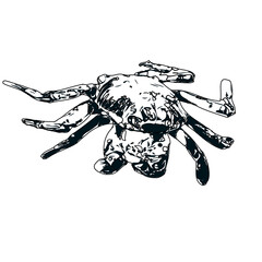 black and white sketch of a crab with transparent background