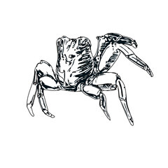 black and white sketch of a crab with transparent background