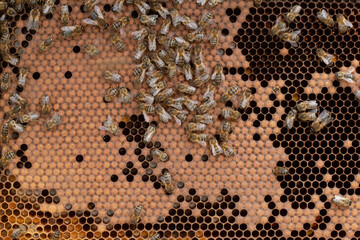 worker bee comb creating cells for larvae