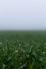 Morning Dew on Green Grass in Fog