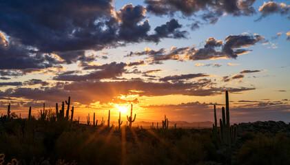 Setting Sun Desert Landscape In North Scottsdale AZ With Cactus