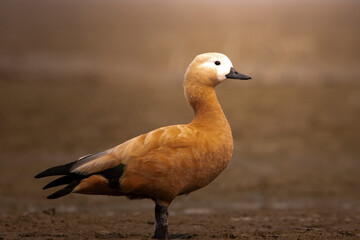 A female ruddy shelduck at gajoldoba