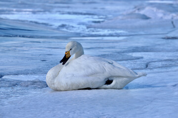 凍結した湖面で羽を休める屈斜路湖の白鳥