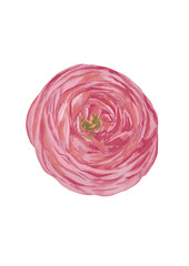 Fototapeta premium Watercolor botanical illustration of pink ranunculus flower
