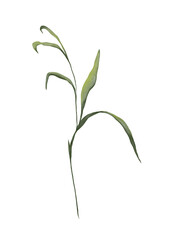 Watercolor botanical illustration of green leaves branch