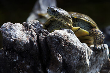 The Western pond turtle (Actinemys marmorata), also known as the Pacific pond turtle