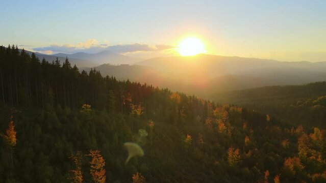 View from above of ukrainian Carpathian mountains with wooded hills at autumnal sunset. Brightly illuminated with setting sun pine woods in fall season