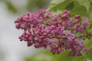 Fototapeta na wymiar Flower, Lilac, Nature, Flowers