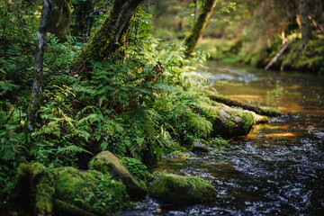 Moss and ferns cover rocks by small river in temperate mixed forest