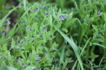 flowers, nature, foliage, greenery, summer, dandelion, meadow, blue flowers