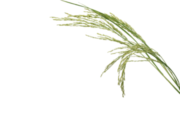 png file of a bouquet of Thai jasmine rice