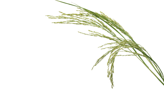 png file of a bouquet of Thai jasmine rice