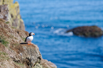 atlantic puffin or common puffin