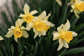 Blooming flowerbed of yellows narcissus on a blurred background. Flowers daffodils (Narcissus) yellow and white. Spring flowering bulb plants in the flowerbed. Selective focus.
