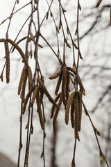 Close-up of birch chains.
Birch buds in spring, on a branch, natural background. Earrings with yellow birch buds on the background of the sunset.