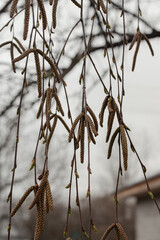 Close-up of birch chains.
Birch buds in spring, on a branch, natural background. Earrings with yellow birch buds on the background of the sunset.