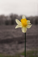 Beautiful yellow daffodil. Yellow narcissus - narcissus on the background of empty land. Spring flower narcissus, close-up. 