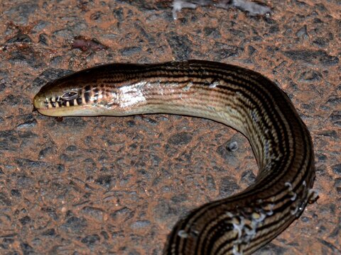 Cobra-de-vidro, Ophiodes striatus