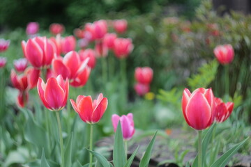 Steppe grass, summer.