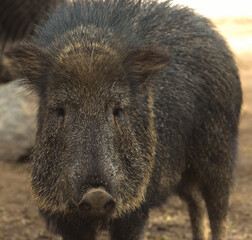 Chacoan Peccary, dry Chaco, South America
