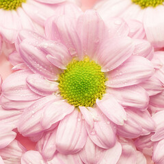 Chrysanthemum with water drops close-up. Spring concept.