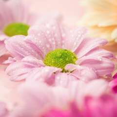 Chrysanthemum to water drops. Spring concept.