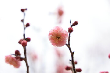 梅の花