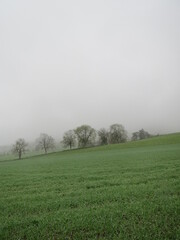 misty morning in the field, trees, portrait