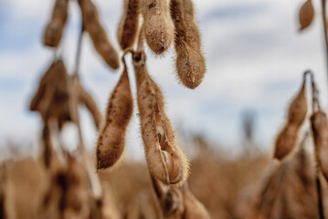 macro of a soybean at a field