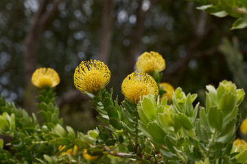 Pincushion Protea flower growing in the Kirstenbosch National Botanic Garden in Cape Town, Western Cape, South Africa  - Powered by Adobe