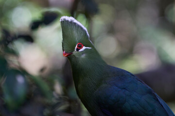 Livingstones Turaco (Tauraco livingstonii). Colourful bird with green plumage, a distinctive red circle around the eyes and white tipped feathers forming large crest on its head. South Africa.