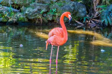 A view of a flamingo in a garden near Fort Lauderdale, Florida on bright sunny day