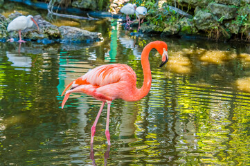 A view of a solitary flamingo in a garden near Fort Lauderdale, Florida on bright sunny day © Nicola